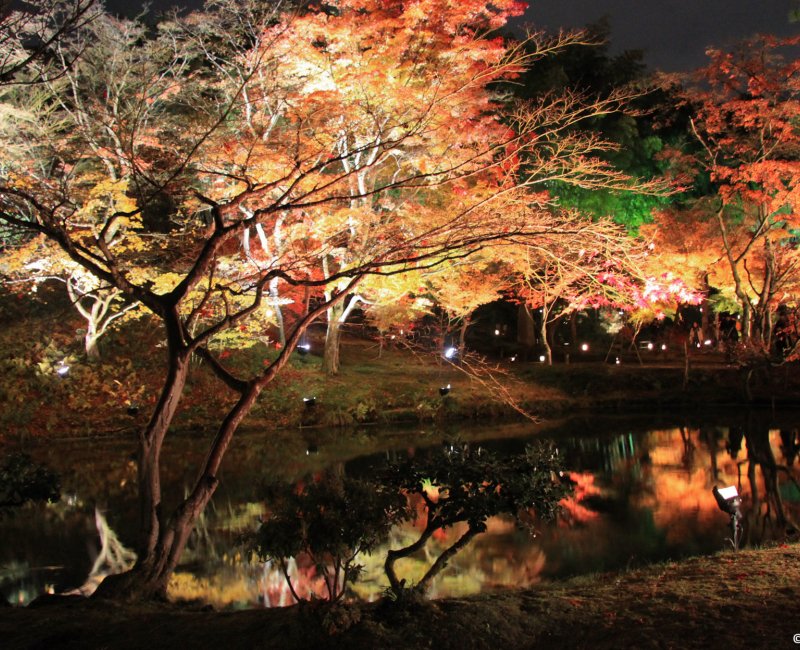 Kodai-ji (Kyoto), Momiji light-up in autumn 5 Kodai-ji (Kyoto), Momiji light-up in autumn 5