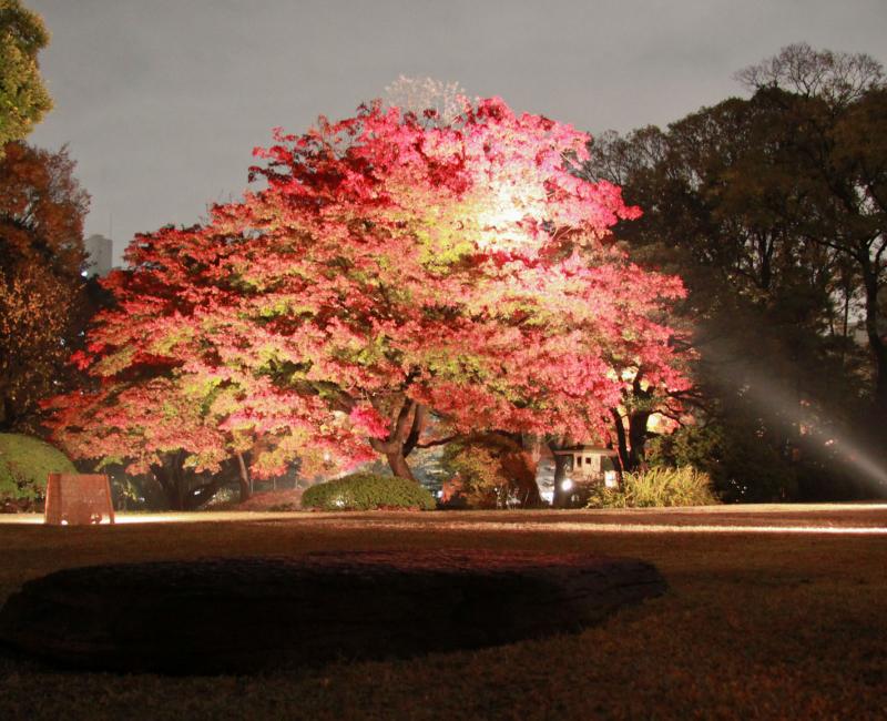 Rikugi-en (Tokyo), Night view of a large maple tree and its light-up in autumn