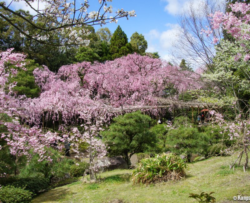 Heian-jingu (Kyoto), Garden with blooming weeping cherry trees in April Heian-jingu (Kyoto), Garden with blooming weeping cherry trees in April