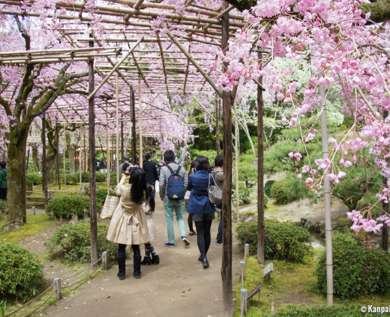 Heian-jingu (Kyoto), Garden with blooming weeping cherry trees in April 2