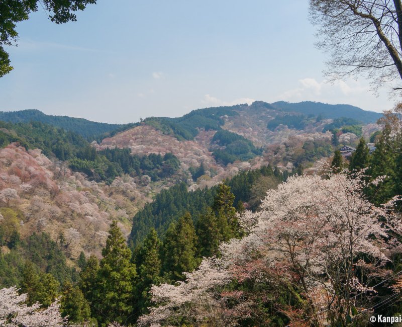 Yoshinoyama, View of the cherry trees covered mountain in April 2 Yoshinoyama, View of the cherry trees covered mountain in April 2