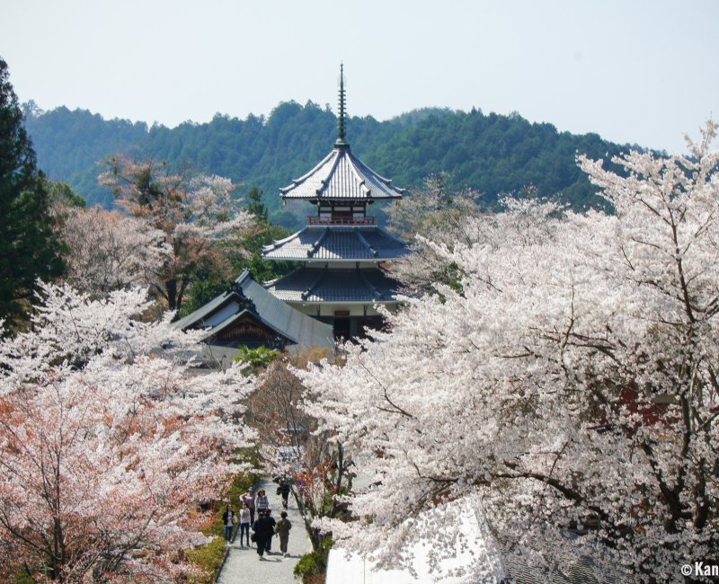Yoshinoyama (Nara), View of the former Southern Court capital's temple during the sakura season