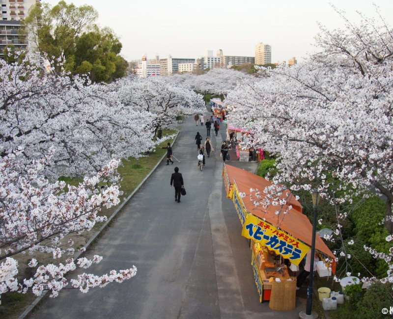 Kema Sakuranomiya Park (Osaka), Cherry trees in full bloom in early April 2 Kema Sakuranomiya Park (Osaka), Cherry trees in full bloom in early April 2