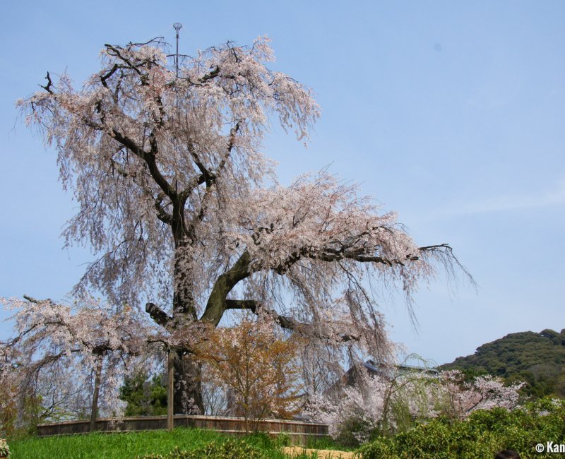 Maruyama Park (Kyoto), Huge cherry tree Maruyama Park (Kyoto), Huge cherry tree