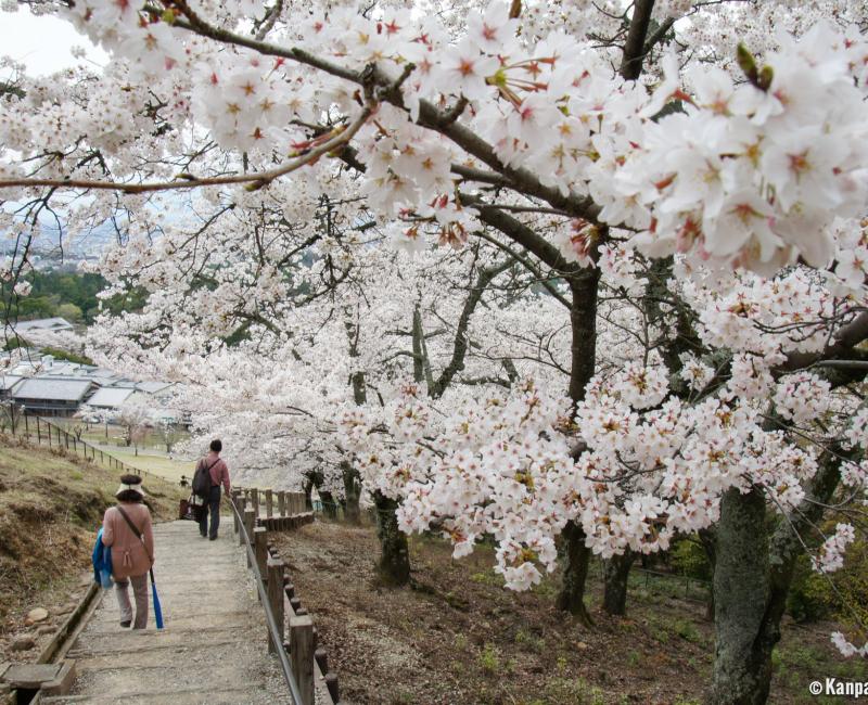 Mount Wakakusayama (Nara), Walking trail under the cherry blossoms