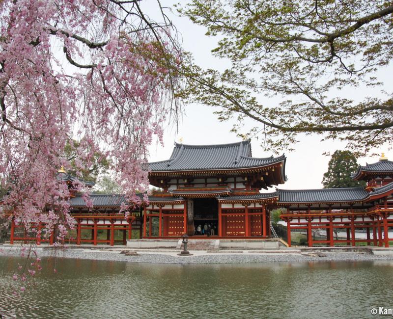 Byodo-in temple in Uji, Phoenix Hall and weeping cherry tree in spring