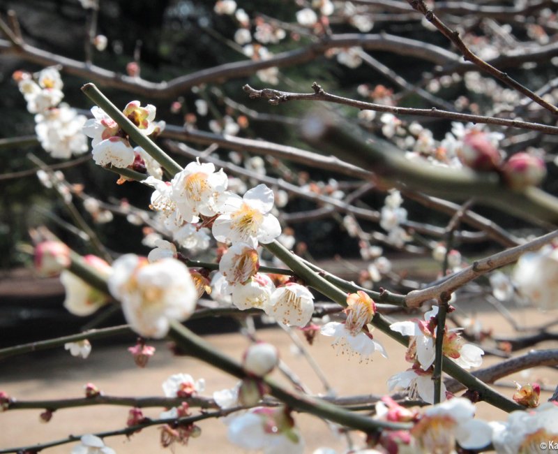 White flowers on a Japanese plum tree (Japanese apricot) 2