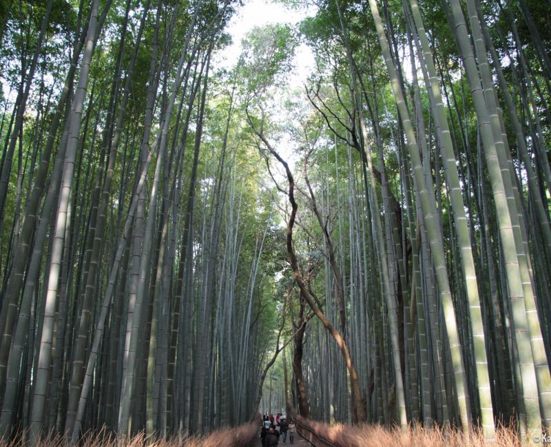 Arashiyama Bamboo Grove in Kyoto 4