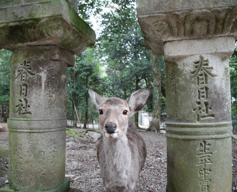 Kasuga Taisha Grand Shrine in Nara (Kansai), A shika deer greeting visitors