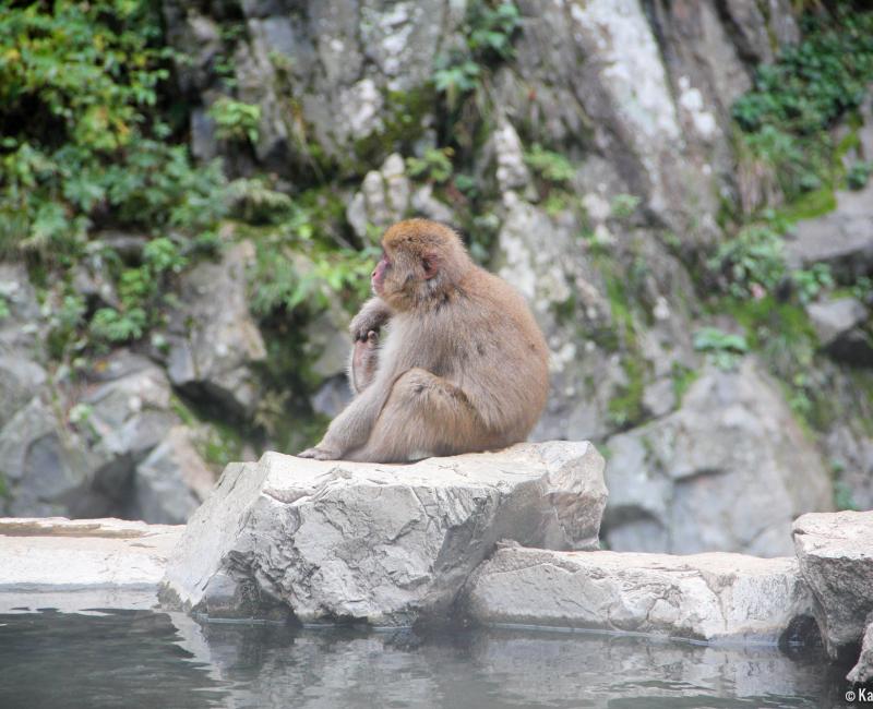 Jigokudani, Monkey at the hot spring