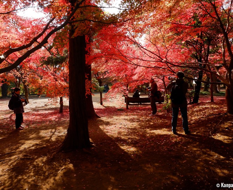 Heirin-ji Temple, Saitama, Red maple trees' forest 2