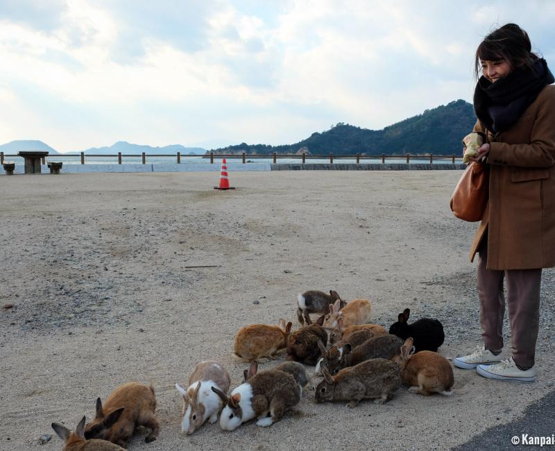 Okunoshima, Feeding rabbits