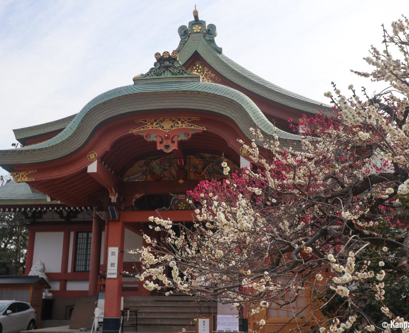 Kitano Tenmangu (Kyoto), Treasure Hall Homotsu-den and blooming plum trees Kitano Tenmangu (Kyoto), Treasure Hall Homotsu-den and blooming plum trees