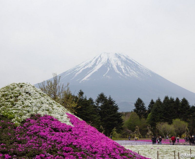 Fuji Shibazakura Matsuri, Mount Fuji and its flowery replica Fuji Shibazakura Matsuri, Mount Fuji and its flowery replica