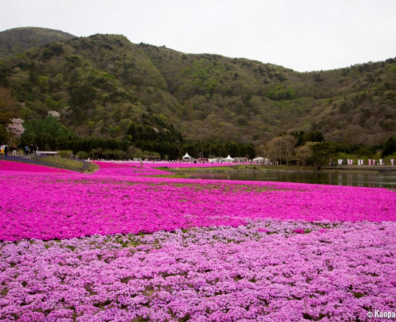 Fuji Shibazakura Matsuri 3 Fuji Shibazakura Matsuri 3