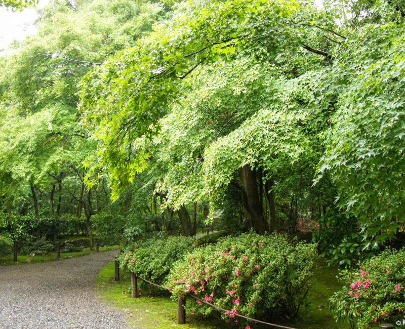 Jizo-in Temple in Kyoto, Garden 4