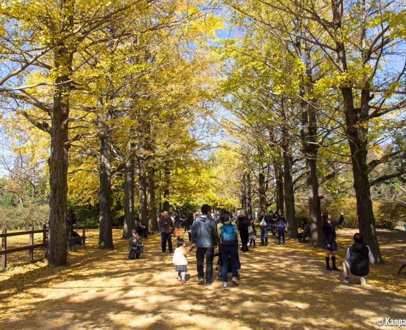 Showa Memorial Park (Tokyo), Gingko Alley