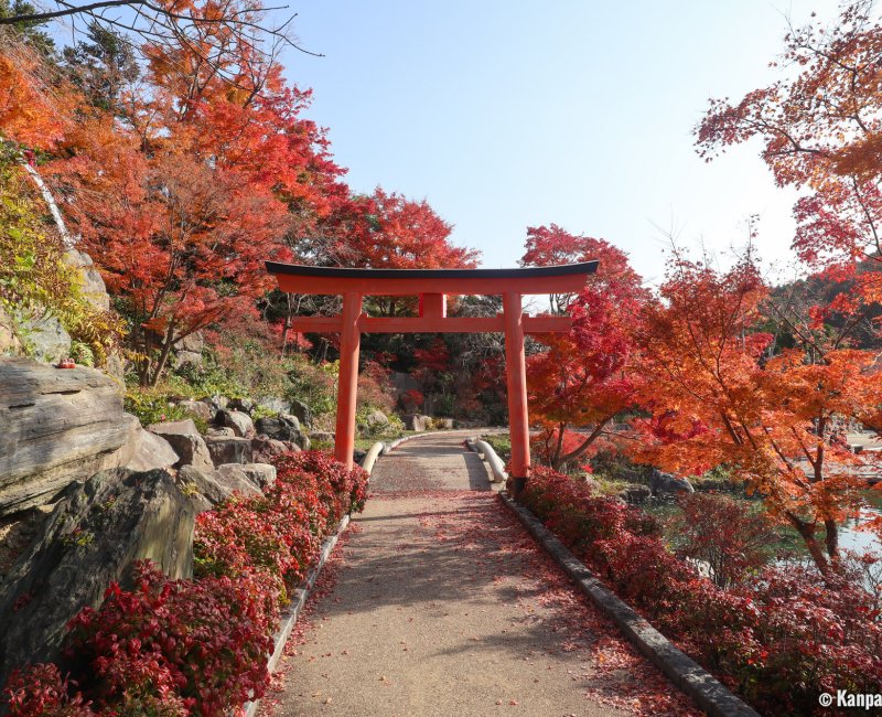 Koyo Japanese Maple Trees Red Leaves Momijigari Contemplating Momiji In The Fall Season