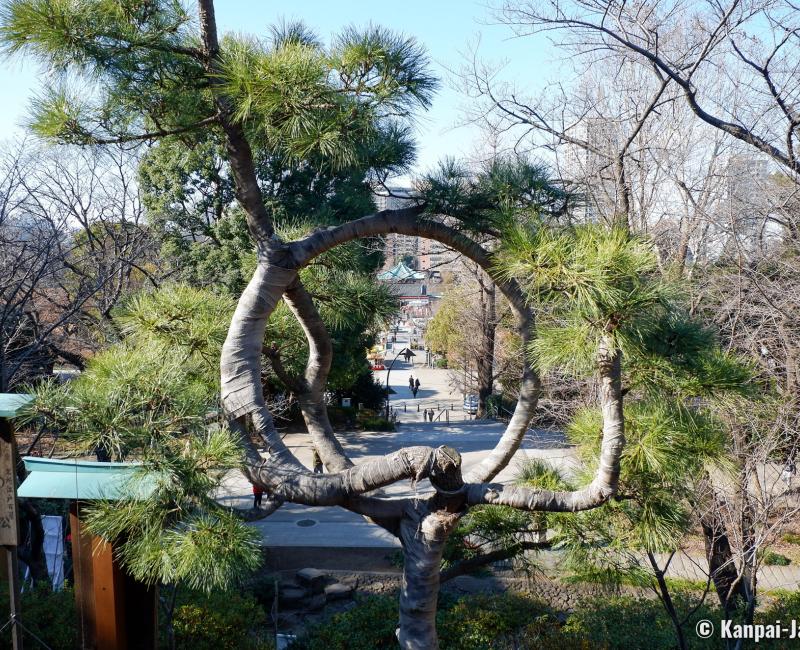 Ueno Park, Tsuki no Matsu (Moon's Pine) in Kiyomizu Kannon-do Ueno Park, Tsuki no Matsu (Moon's Pine) in Kiyomizu Kannon-do