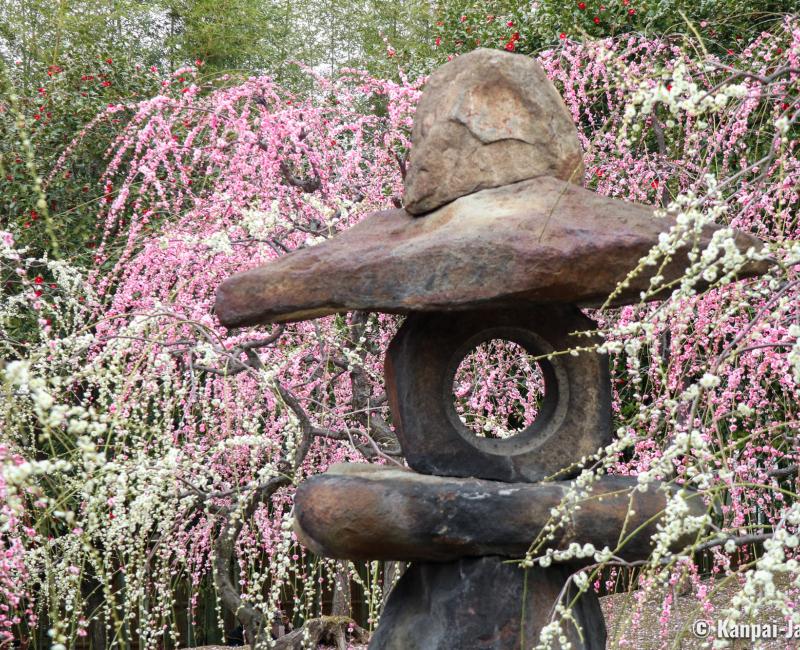 Jonan-gu Shrine (Southern Kyoto), Weeping Plum Trees (Shidare Ume) Forest