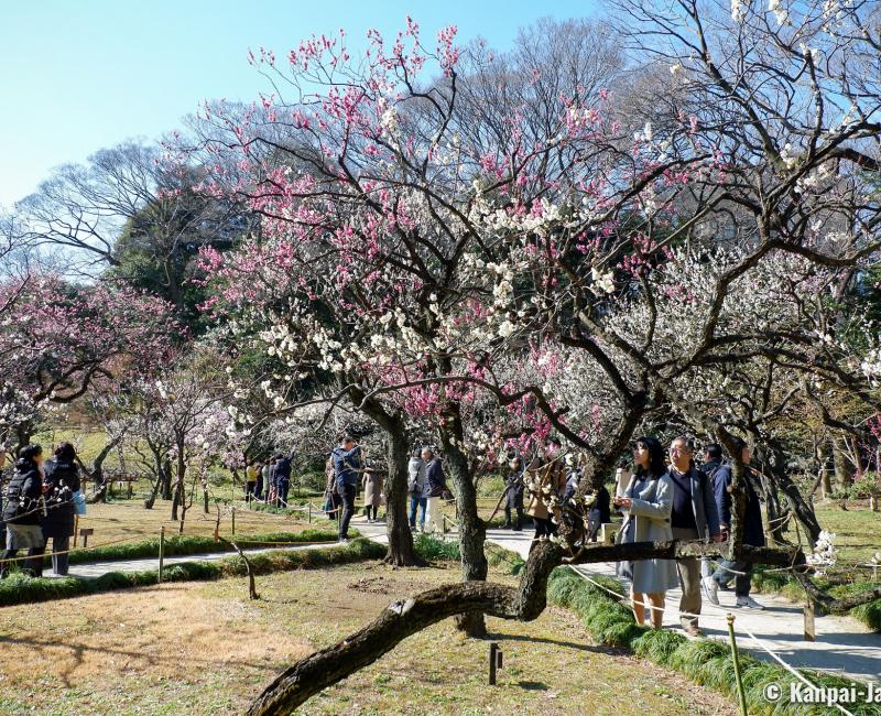 Koishikawa Korakuen (Tokyo), Bairin plum trees park