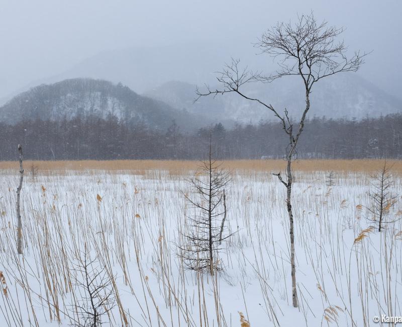 Senjogahara (Nikko), the marshland in winter 4 Senjogahara (Nikko), the marshland in winter 4