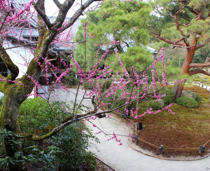 Shoren-in (Kyoto), Blooming plum trees 3