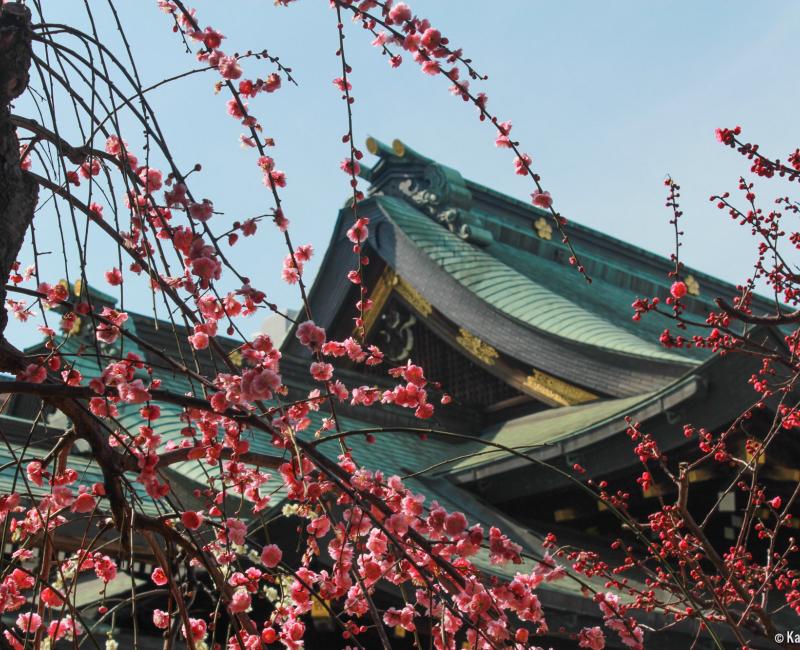 Osaka Tenmangu, Blooming plum trees Osaka Tenmangu, Blooming plum trees