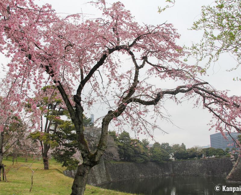 Inui-dori, Blooming cherry trees