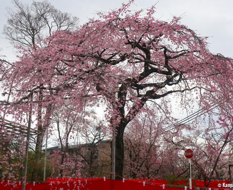 Hirano-jinja, Blooming cherry trees between March and April 3