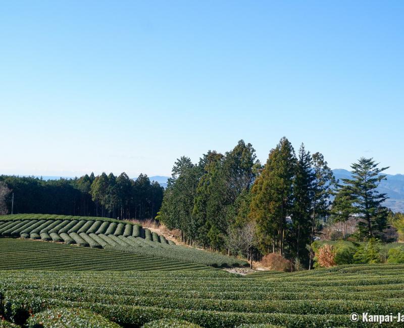 Fuji City (Shizuoka), Obuchi Sasaba tea plantations Fuji City (Shizuoka), Obuchi Sasaba tea plantations