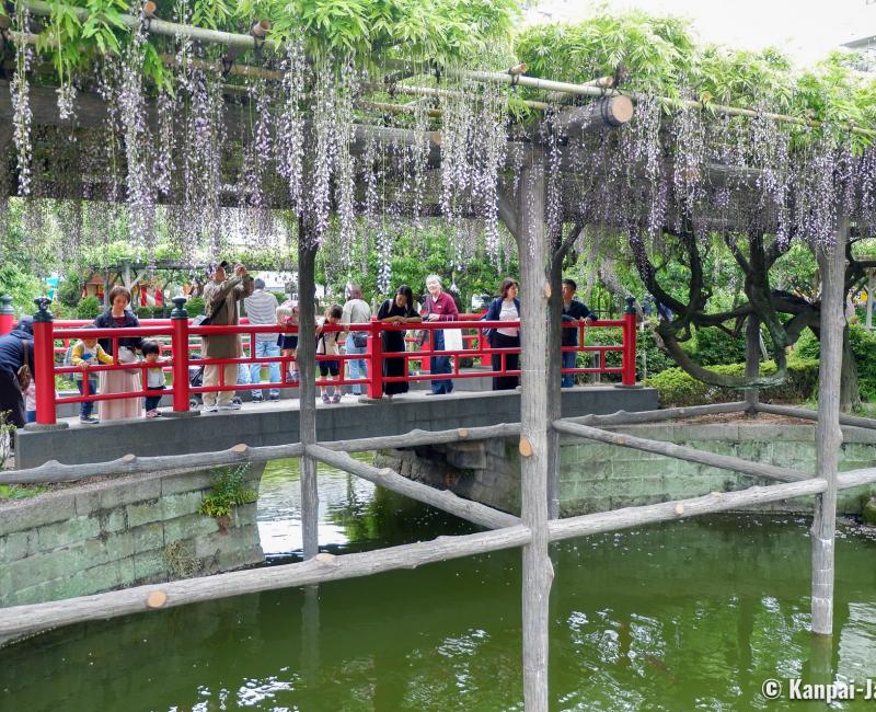 Hira-bashi Bridge and blooming wisterias in Kameido Tenjin shrine (Tokyo) Hira-bashi Bridge and blooming wisterias in Kameido Tenjin shrine (Tokyo)