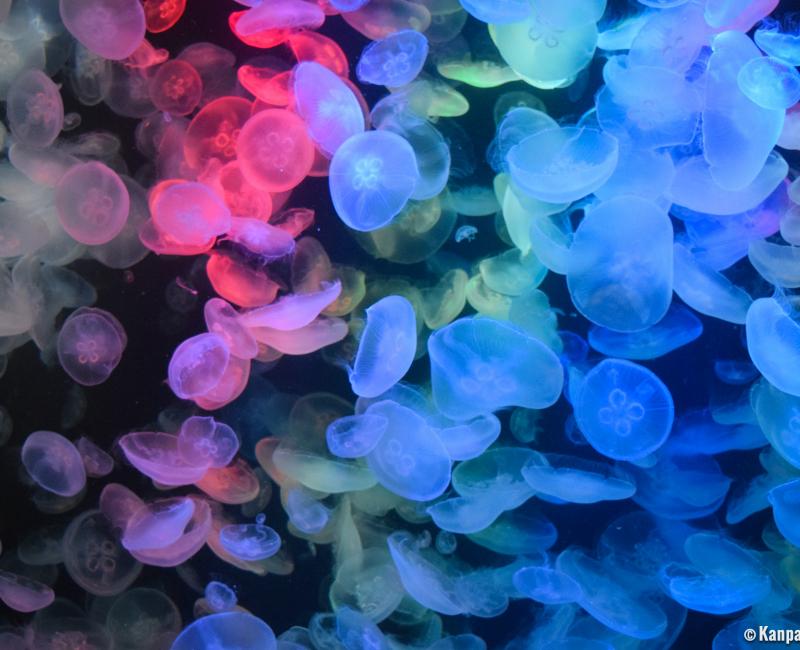 Kamo Kurage Aquarium (Tsuruoka), Jellyfish 11