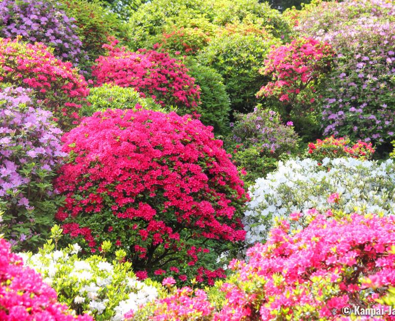 View on the azaleas of Shiofune Kannon-ji temple in Ome 2
