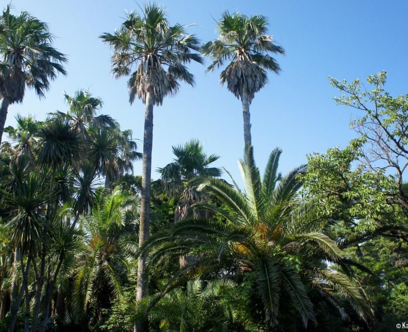 Samuel Cocking Garden (Enoshima), View on the vegetation of the park