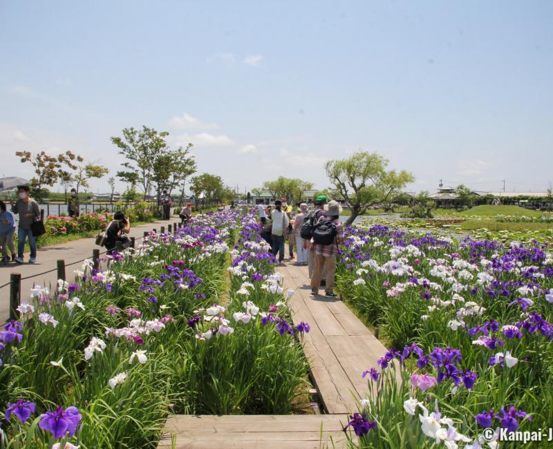 Suigo Sawara Ayame Park (Katori, Chiba), View on the garden and the blooming irises in June 3 Suigo Sawara Ayame Park (Katori, Chiba), View on the garden and the blooming irises in June 3