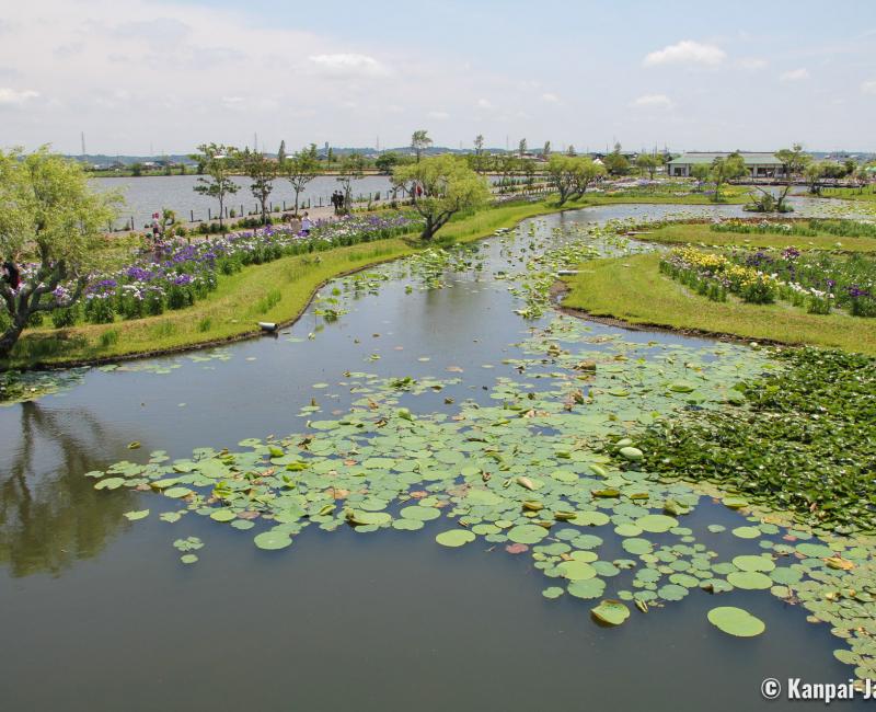 Suigo Sawara Ayame Park (Katori, Chiba), View on the aquatic garden Suigo Sawara Ayame Park (Katori, Chiba), View on the aquatic garden