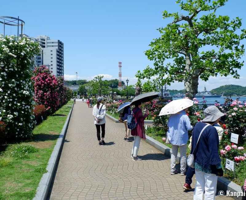 Verny Park (Yokosuka), Rose garden in May