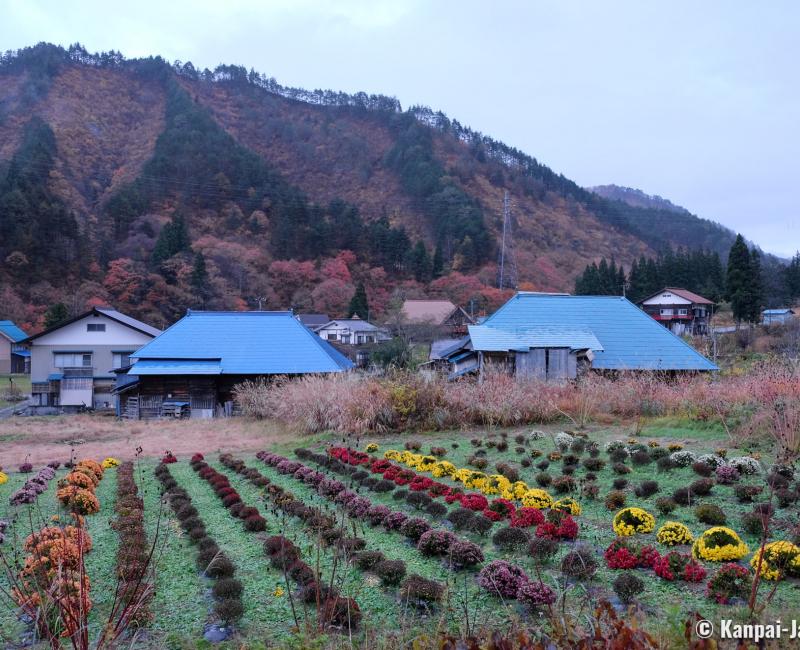 Oku Aizu (Kaneyama), View on the village houses and chrysanthemum fields in November Oku Aizu (Kaneyama), View on the village houses and chrysanthemum fields in November