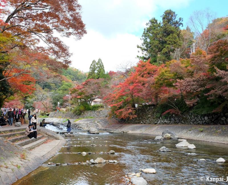 Yase area, Takano River and red mapple trees near Ruriko-in 3
