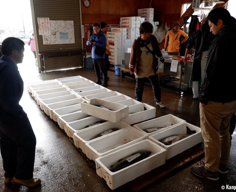 Murakami (Niigata), Auction of salmons fished on Miomote River Murakami (Niigata), Auction of salmons fished on Miomote River