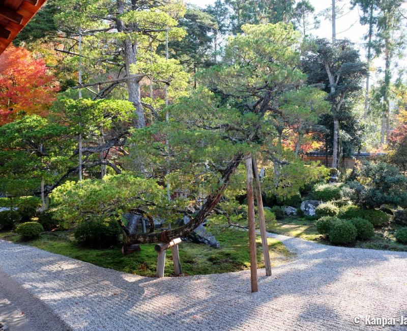 Manshu-in (Kyoto), Daishoin view of the dry garden and century-old pine tree in autumn