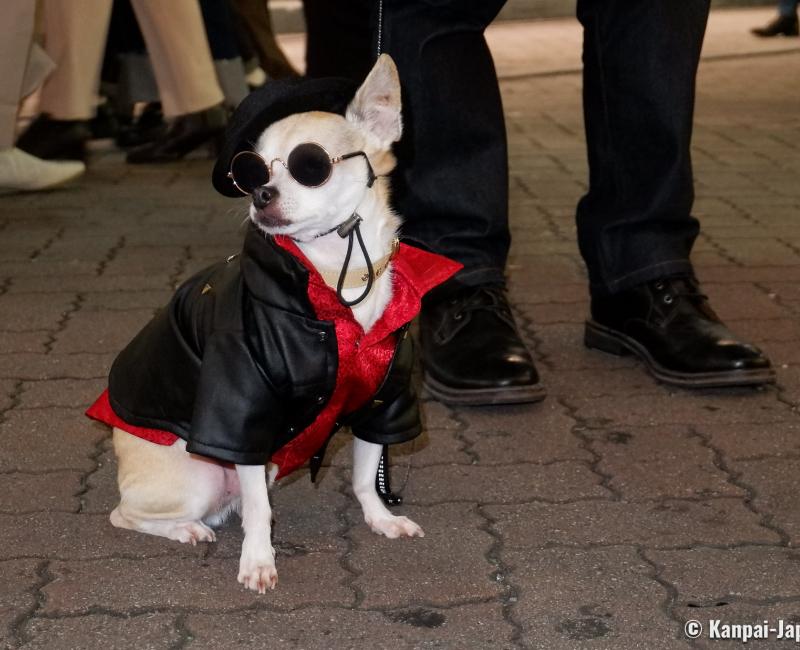 Shibuya (Tokyo), Small dog wearing a costume for Halloween Shibuya (Tokyo), Small dog wearing a costume for Halloween