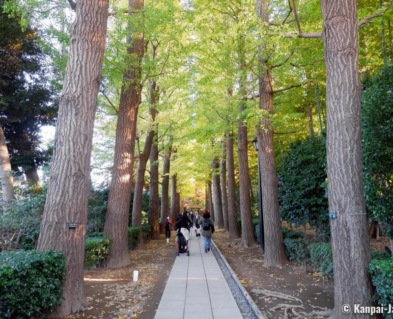 Otaguro Park (Tokyo), Ginkgo biloba alley in autumn