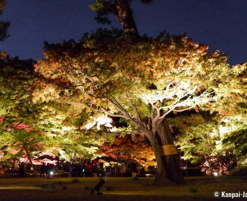 Otaguro Park (Tokyo), Night view on the Japanese garden's maple trees in autumn Otaguro Park (Tokyo), Night view on the Japanese garden's maple trees in autumn