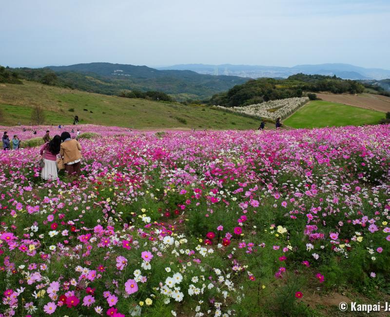 Awaji, Awaji Hanasajiki floral park during the cosmos blooming season in autumn Awaji, Awaji Hanasajiki floral park during the cosmos blooming season in autumn