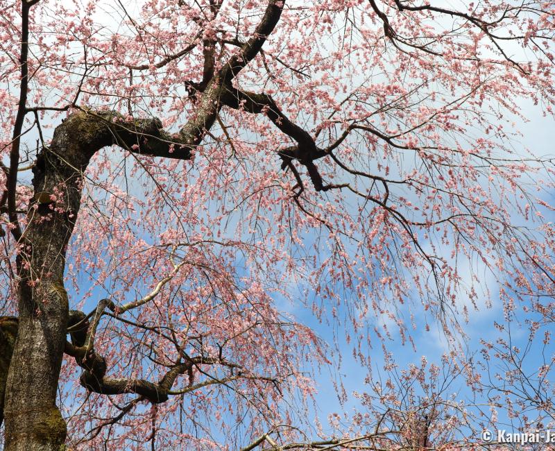 Haradani-en (Kyoto), Weeping cherry tree in bloom in late March