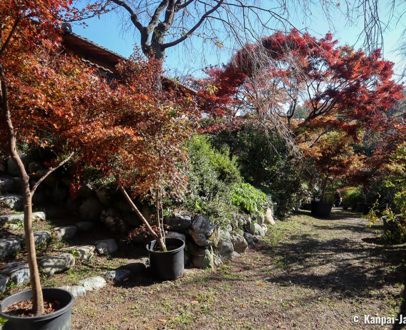 Haradani-en (Kyoto), Alley line with Japanese maple trees with red foliage at the end of November 2