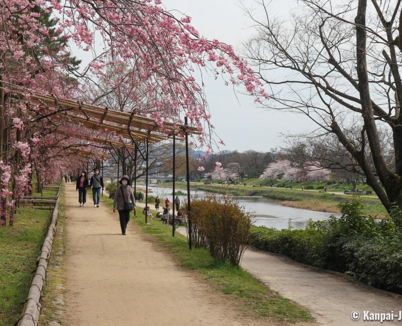 Nakaragi Path, Weeping cherry trees tunnel during the blossom season 2 Nakaragi Path, Weeping cherry trees tunnel during the blossom season 2