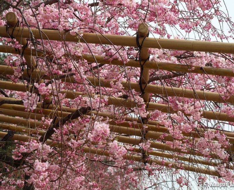 Nakaragi Path, Under the weeping cherry trees tunnel in spring Nakaragi Path, Under the weeping cherry trees tunnel in spring